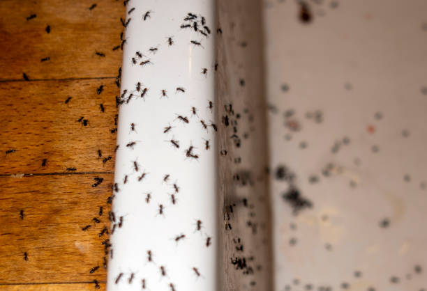 Best Pest Inspection Near Me  in Lemmon, SD